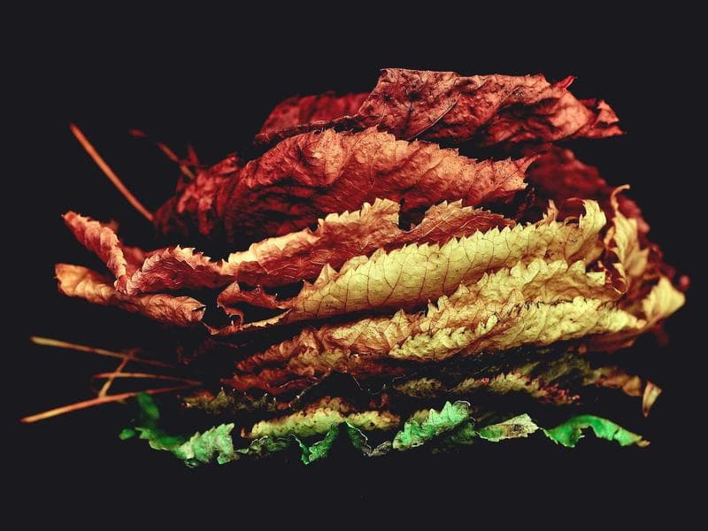 Cal-Gro Walnut Shell Development: Calcium Boron Synergisms